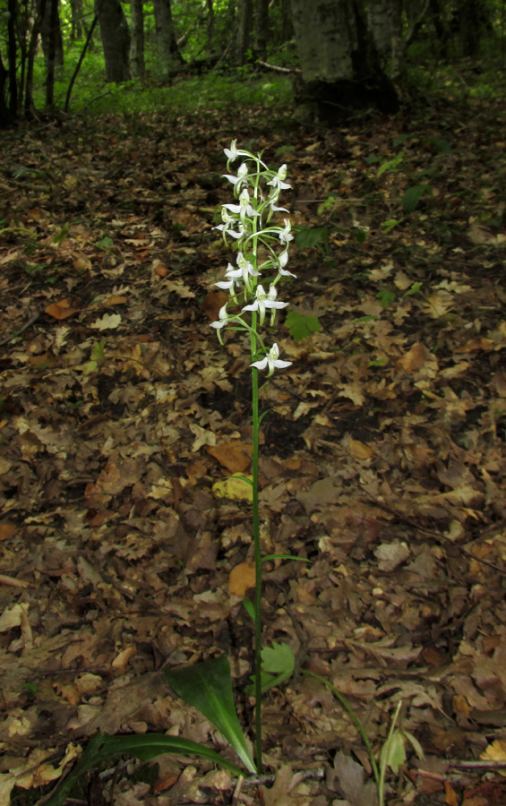 Изображение особи Platanthera bifolia.