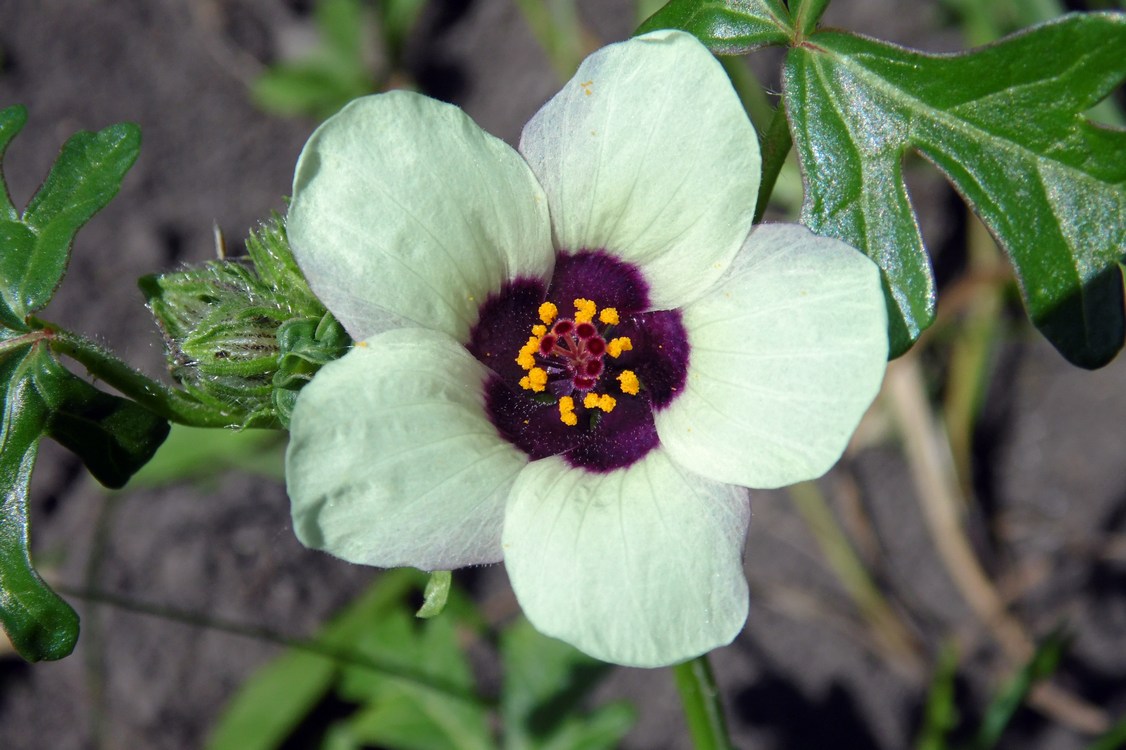 Изображение особи Hibiscus trionum.