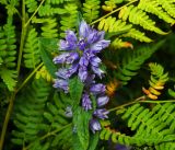 Campanula cervicaria