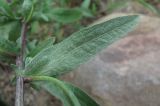 Centaurea подвид substituta