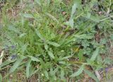 Anchusa stylosa