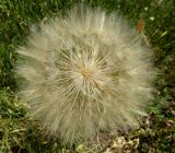 Tragopogon dubius