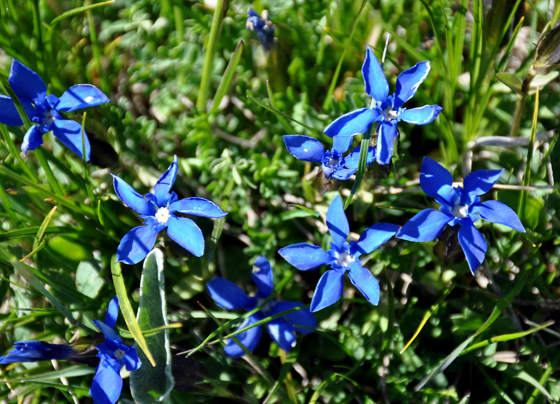 Изображение особи Gentiana angulosa.