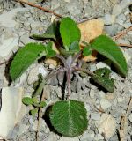 Salvia ringens