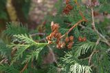 Thuja occidentalis. Верхушка побега с шишками. Украина, г. Киев, дендропарк, в культуре. 15.03.2017.