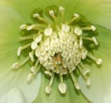 Helleborus orientalis