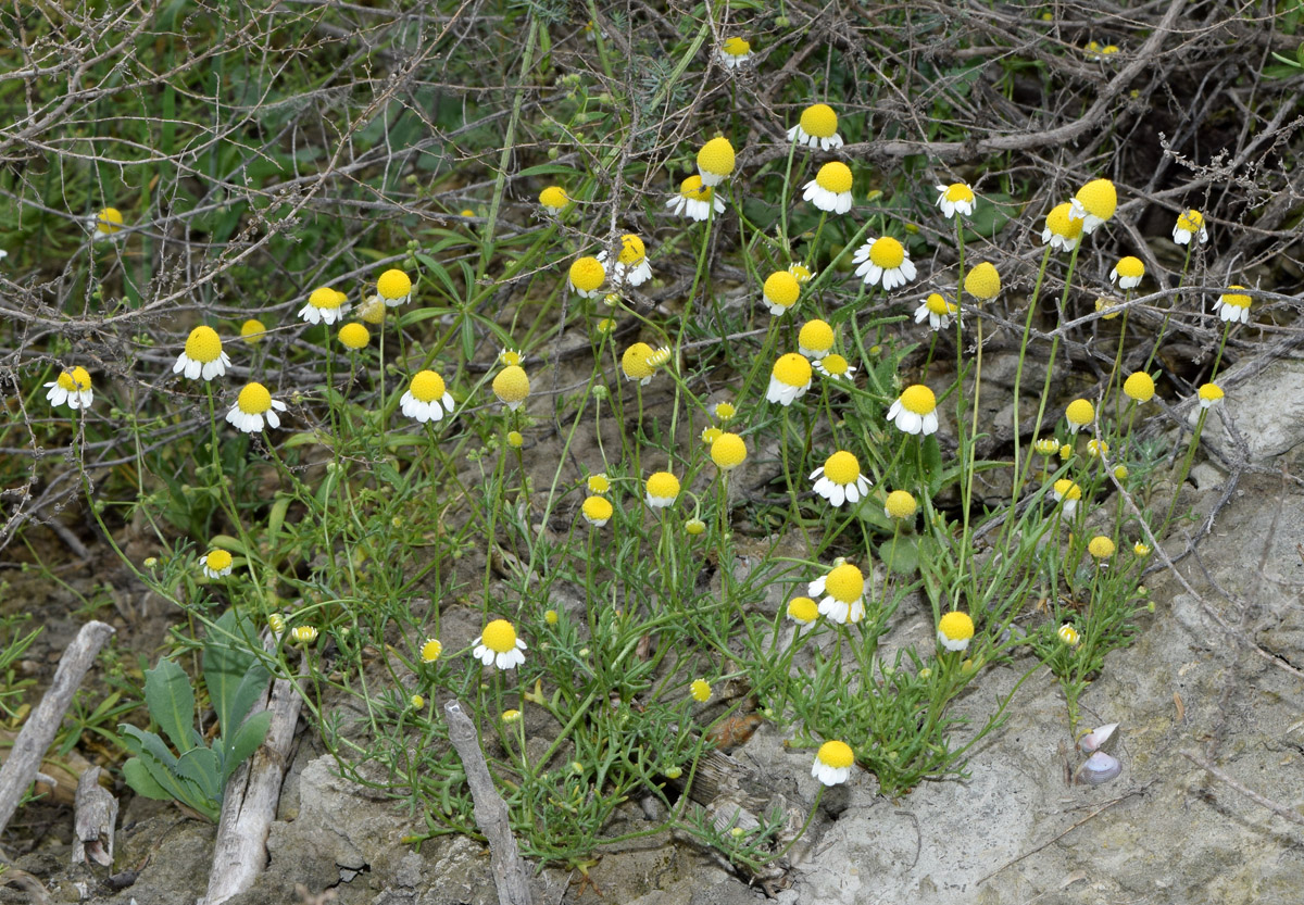 Изображение особи Anthemis deserticola.