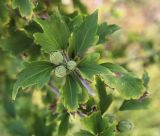 Hibiscus syriacus