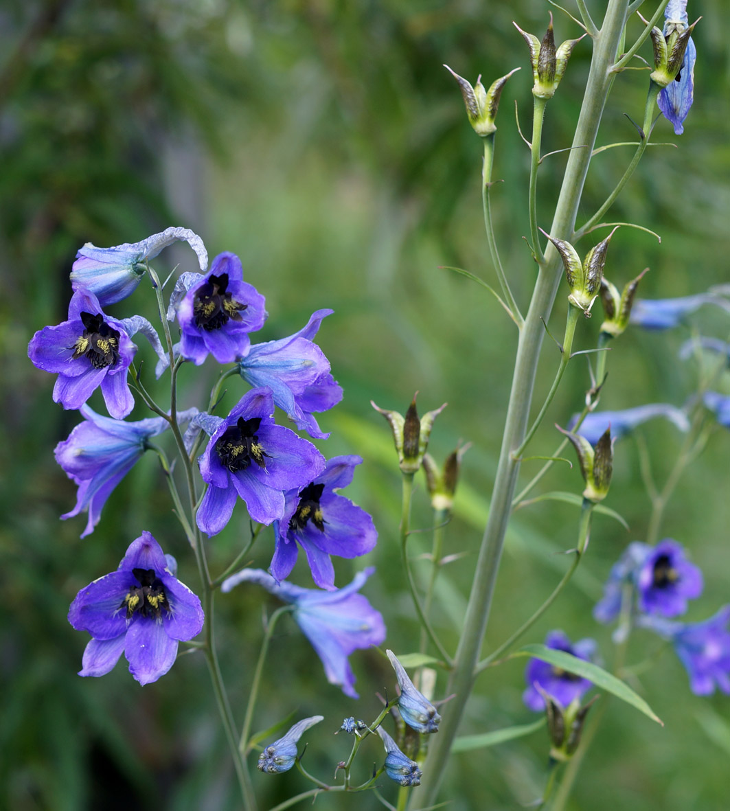 Изображение особи Delphinium elatum.