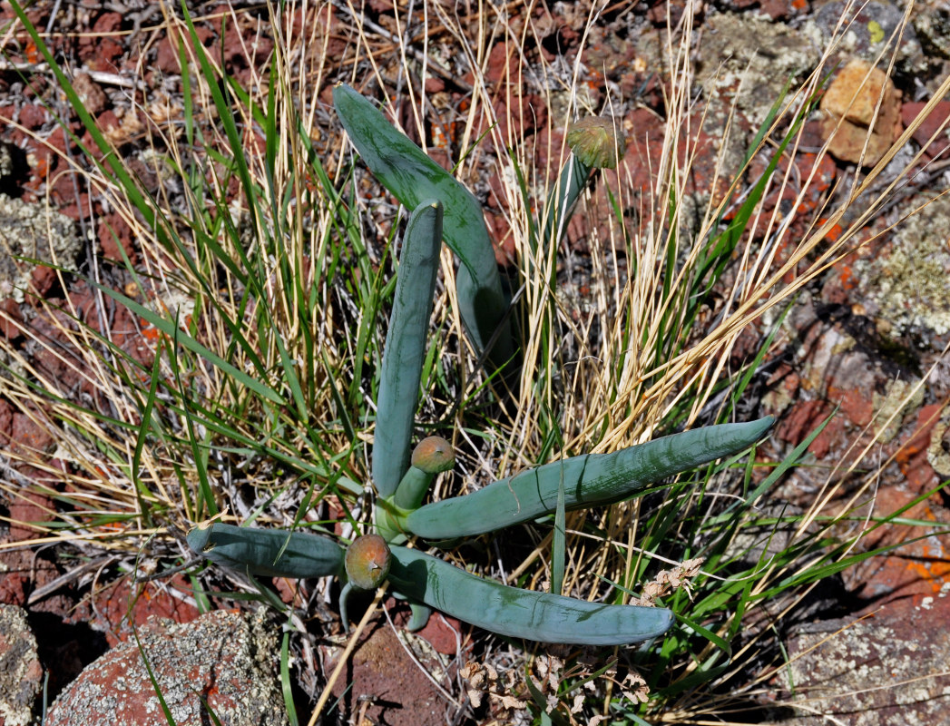 Изображение особи Allium altaicum.