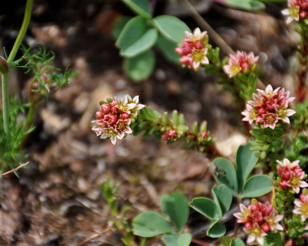 Изображение особи Sedum tenellum.