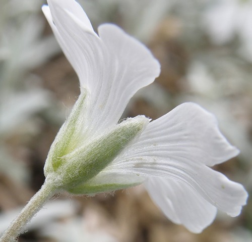 Изображение особи Cerastium tomentosum.