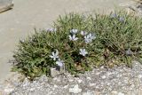 Cichorium spinosum