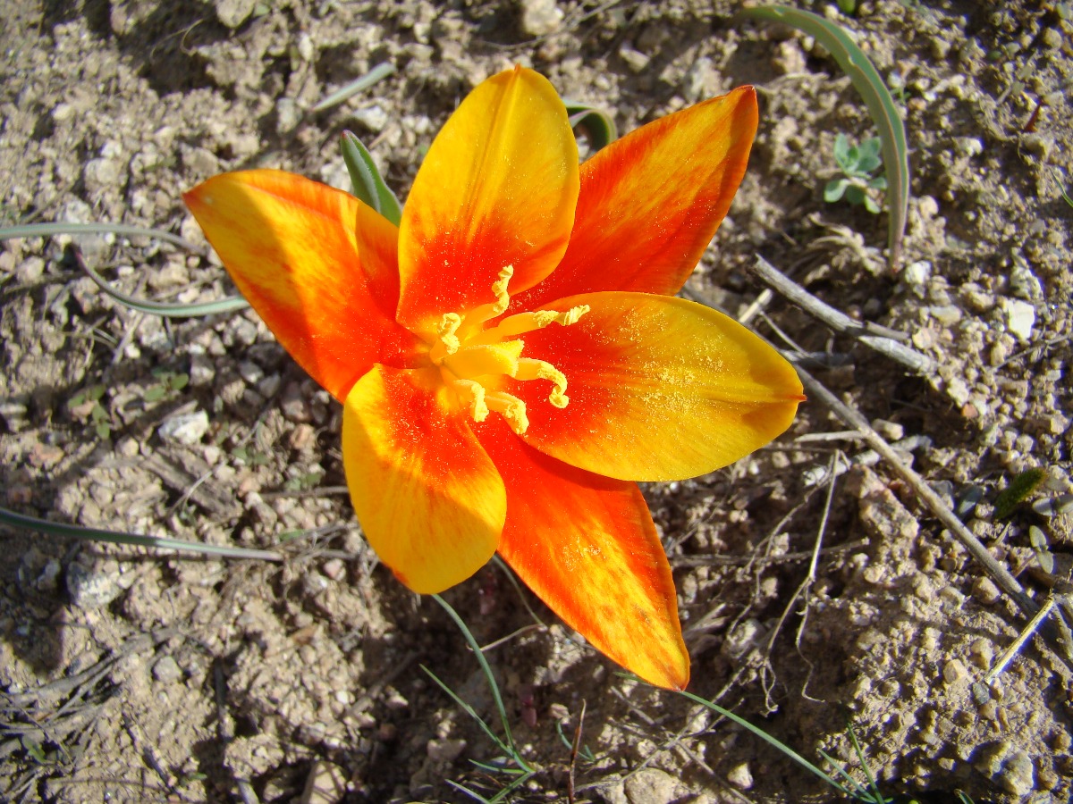 Изображение особи Tulipa kaufmanniana.