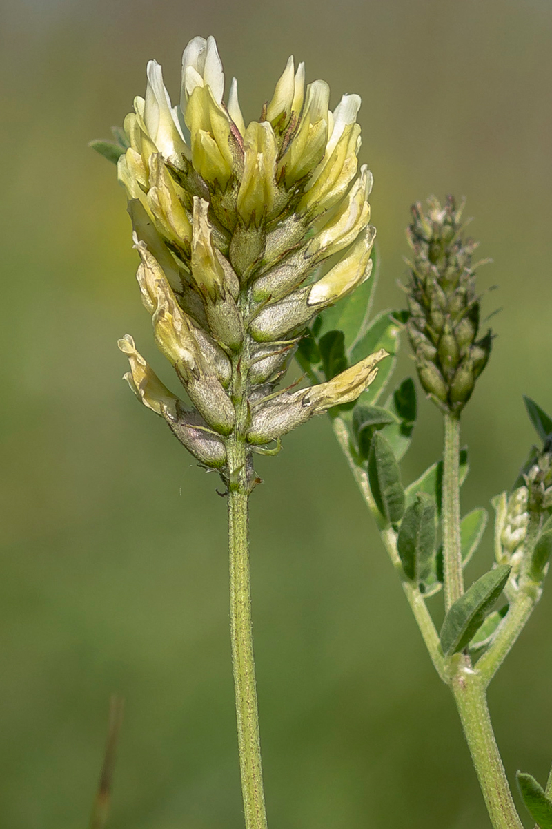 Изображение особи Astragalus cicer.