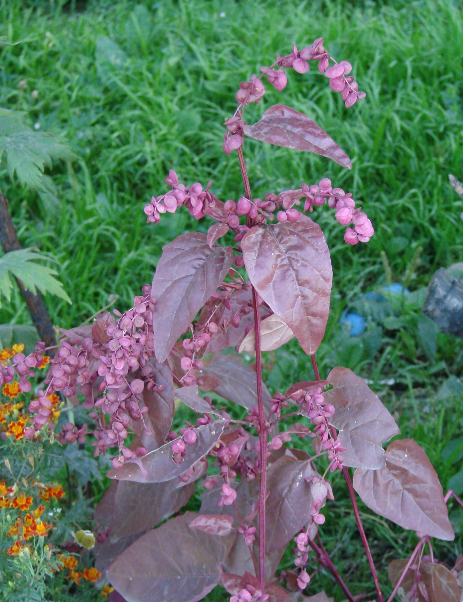 Изображение особи Atriplex hortensis.