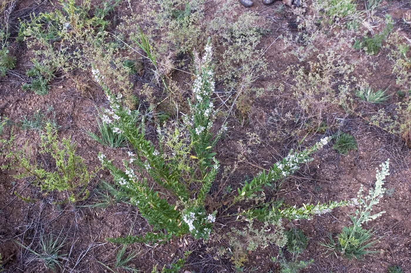 Изображение особи Lespedeza juncea.