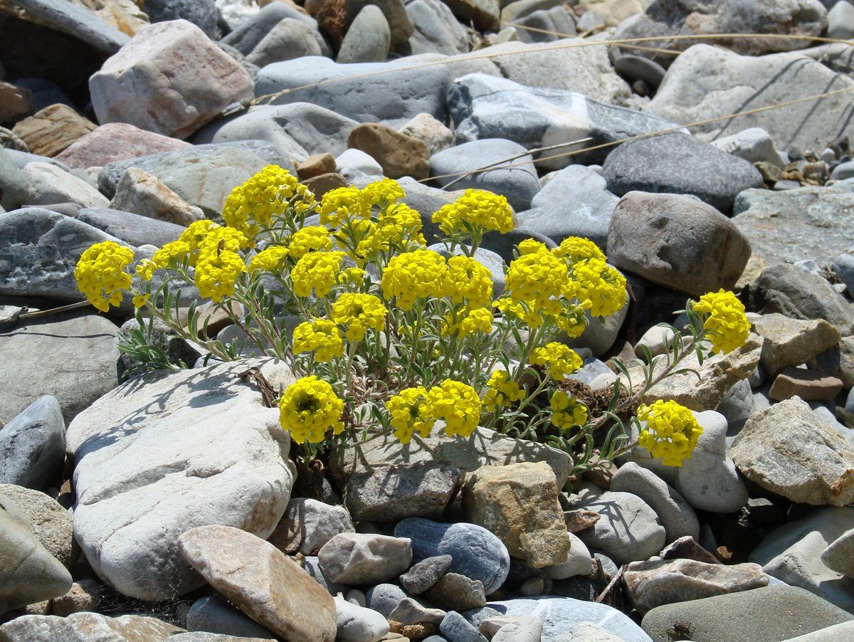 Изображение особи Alyssum lenense.