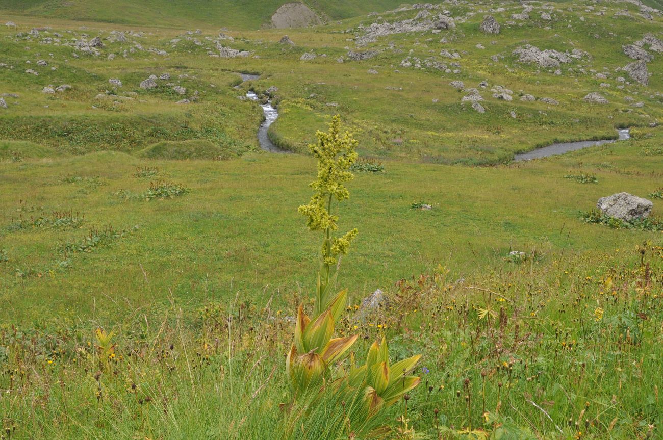 Изображение особи Veratrum lobelianum.