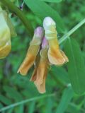 Vicia balansae