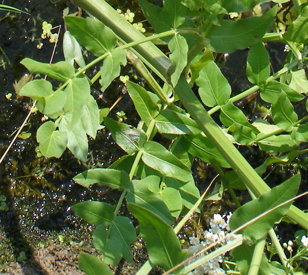 Изображение особи Sium latifolium.