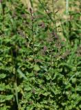 Mentha spicata