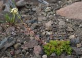 Saxifraga funstonii