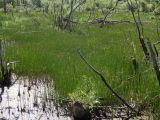 Equisetum fluviatile