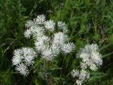 Thalictrum contortum