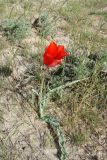 Tulipa lehmanniana