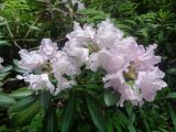 Rhododendron yakushimanum. Побеги с соцветиями (сорт 'Caroline Allbrook\"). Тверская обл., г. Тверь, Заволжский р-н, ботанический сад ТвГУ, в культуре. 1 июня 2019 г.