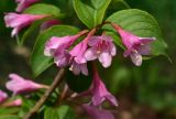 Weigela florida