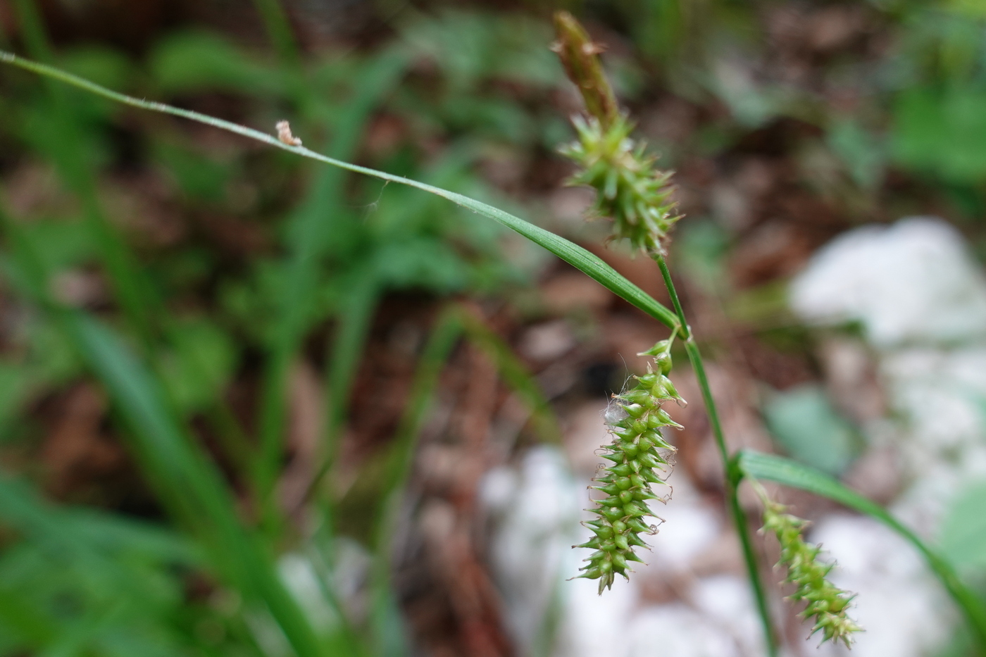 Изображение особи Carex dispalata.