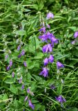 Campanula rapunculoides