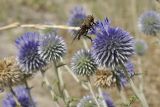 род Echinops. Соцветия с сидящей мухой-журчалкой. Крым, Черноморский р-н, окр. с. Знаменское, окр. городища Беляус, песчаный пляж. 06.08.2022.