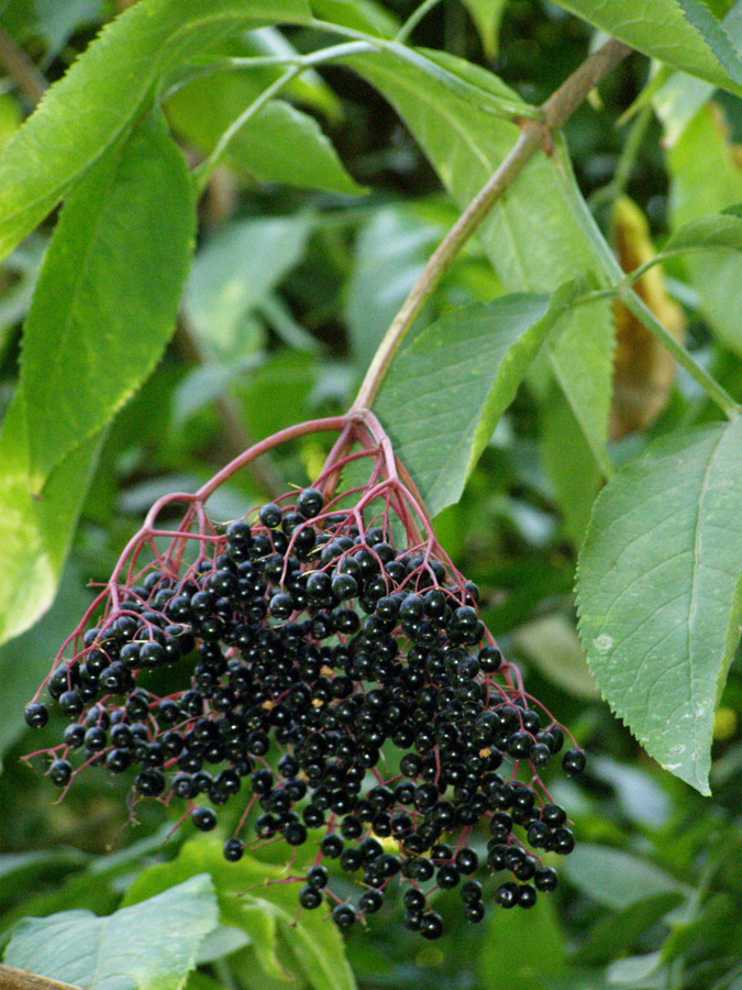 Изображение особи Sambucus nigra.