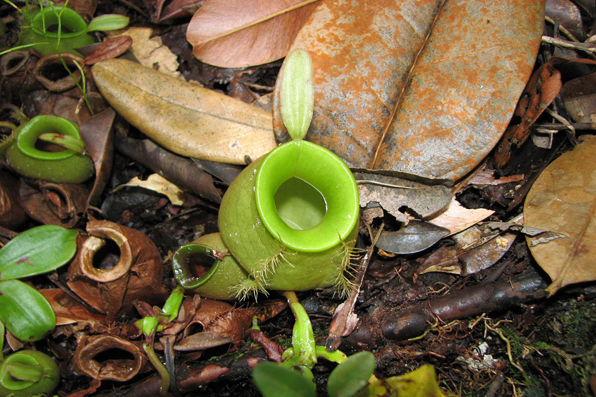 Изображение особи Nepenthes ampullaria.