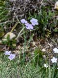 Linum nervosum