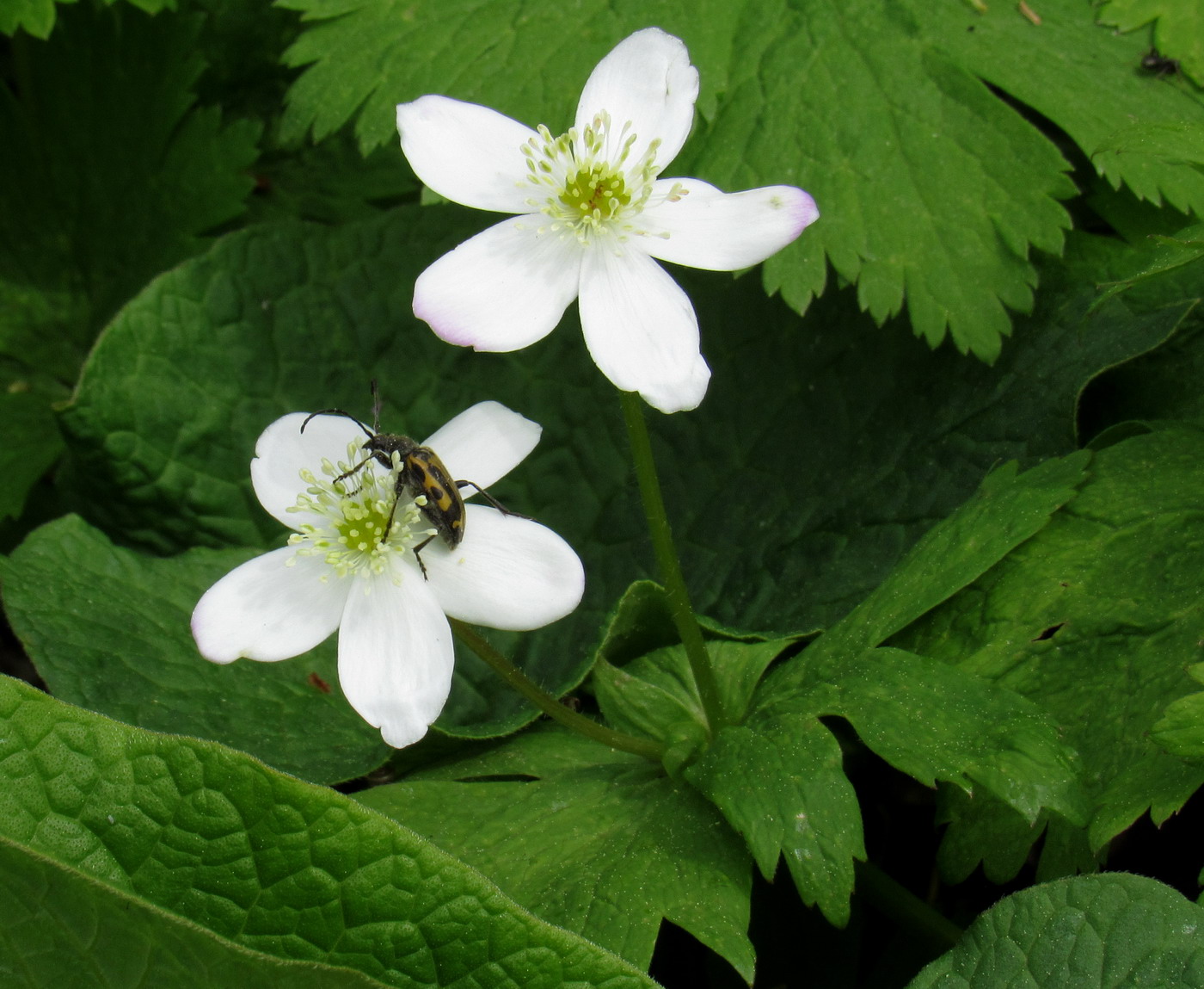 Изображение особи Anemone baicalensis ssp. occidentali-sajanensis.