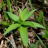 Lilium pilosiusculum