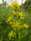 Solidago virgaurea. Соцветия. Московская обл., ГО Подольск, мкр-н Климовск, луг. 01.08.2023.