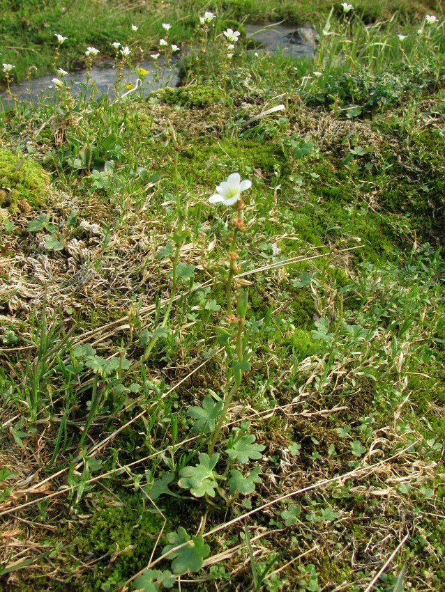 Изображение особи Saxifraga cernua.