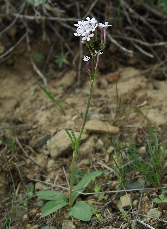 Изображение особи Valeriana chionophila.