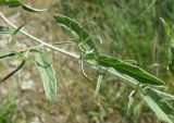 Convolvulus cantabrica