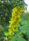 Agrimonia eupatoria