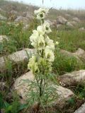 Aconitum confertiflorum