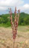 Bothriochloa ischaemum. Соцветие. Абхазия, Гудаутский р-н, предгорья, луг. 19.06.2012.