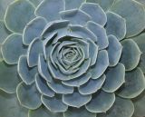 Echeveria разновидность glauca