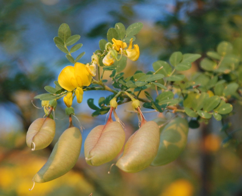 Изображение особи Colutea arborescens.