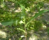 Lactuca serriola